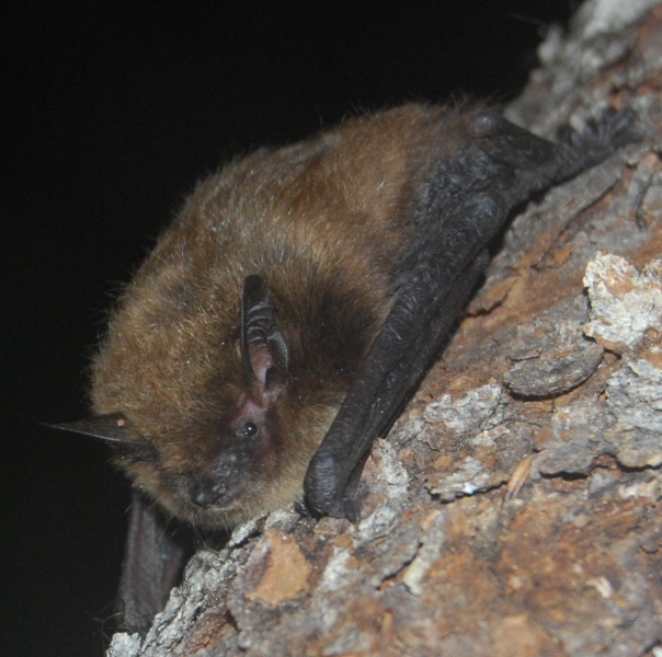 A brown bat