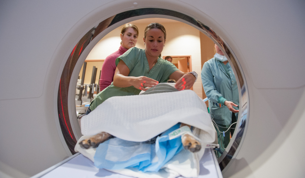 Clinical staff at the Atlantic Veterinary College’s Veterinary Teaching Hospital performing a CT scan in 2023