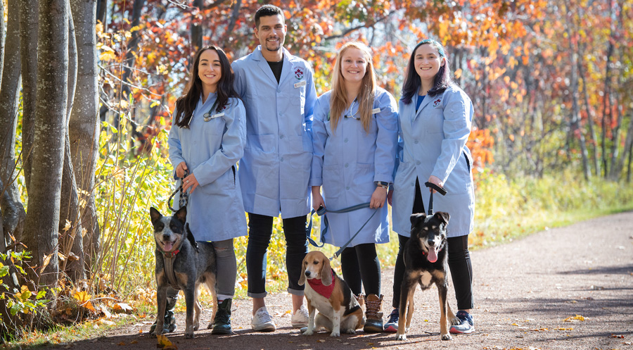 veterinary students and dogs on the confederation trail