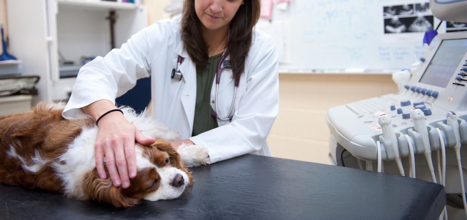 Pre-veterinary Medicine Stream | University Of Prince Edward Island