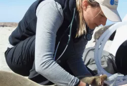 The Marine Mammal Center has named clinical veterinarian Dr. Sophie Whoriskey as the new Hawaiian monk seal conservation veterinarian at Ke Kai Ola, its hospital for Hawaiian monk seals in Kona, Hawai’i. Credit: Bob DeLong © National Marine Mammal Laboratory, NMFS Permit 16087-02