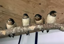 The barn swallow fledglings at the AVC Wildlife Service. Photo: Austin Ebbott