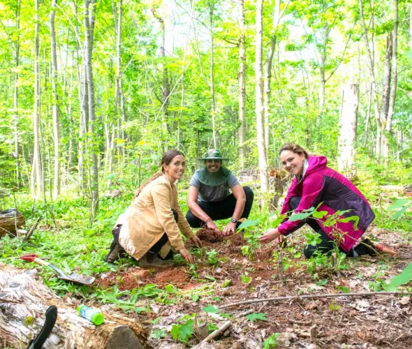 three students planting trees in the forest