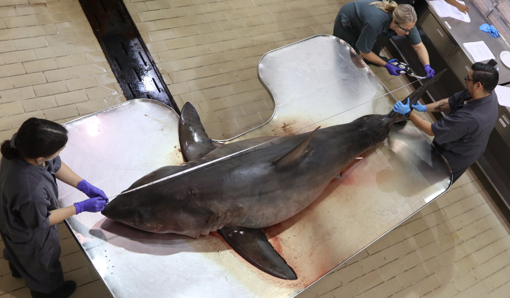 Great White Shark Postmortem