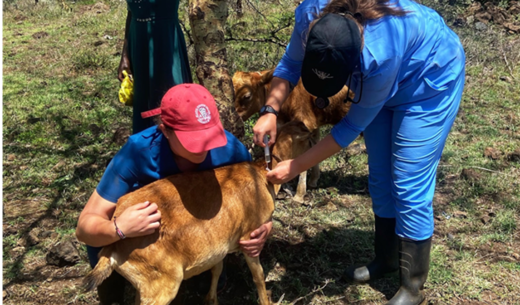 AVC students treat a goat with pneumonia while on rotation in Kenya