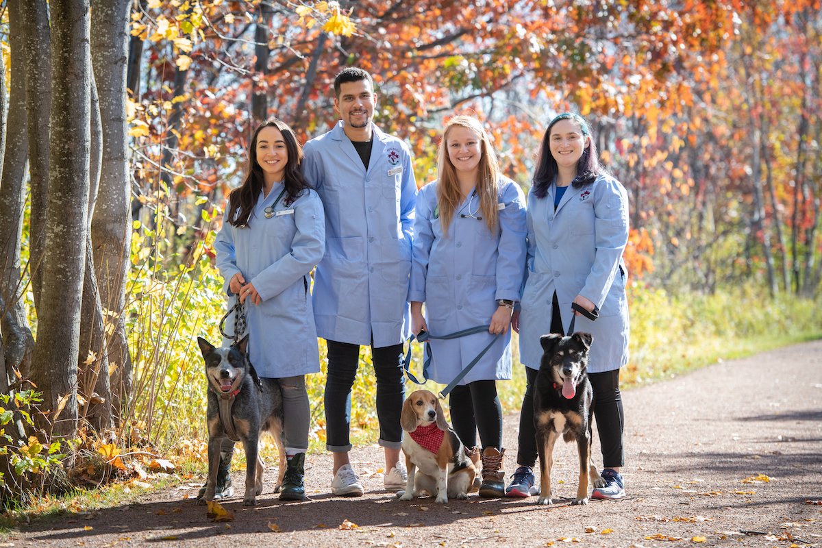 a group of four veterinary students and beagles