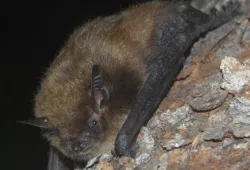 A brown bat