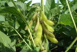 Soybeans in the field