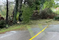 photo of trees blocking roadway