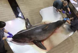 Great White Shark Postmortem