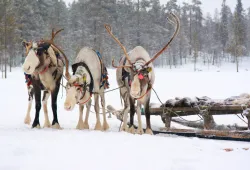 Santa’s reindeer cleared to fly by AVC veterinarians