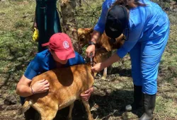 AVC students treat a goat with pneumonia while on rotation in Kenya