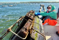 Madeleine Lafrenière, biology honours student at UPEI, works with oyster cages in Savage Harbour. Student with oyster cages