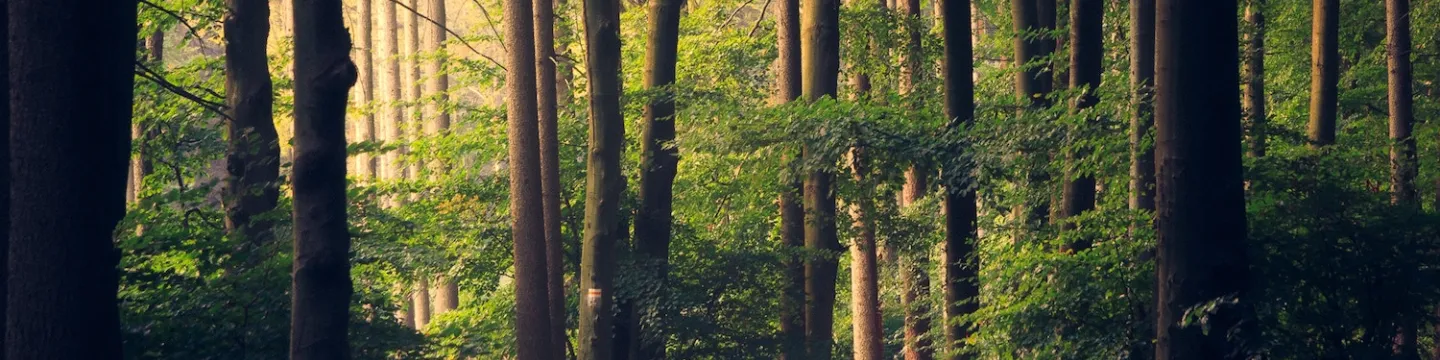 a forest at twilight