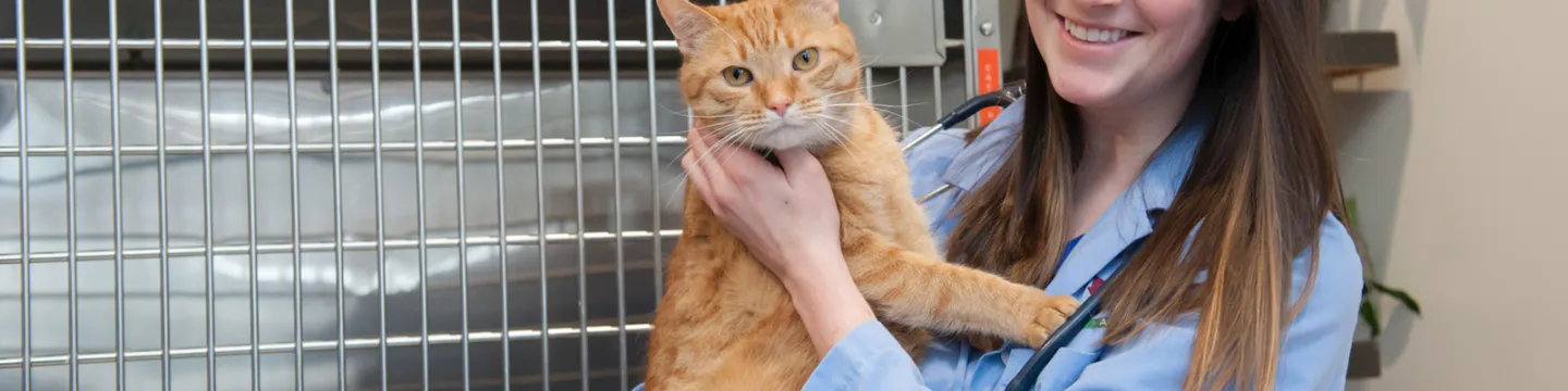 veterinary medicine student holding an orange cat