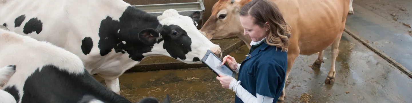 veterinarian checking cattle in a large pen